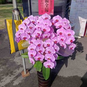 暢銷款｜喪禮蘭花（單盆6~7株）－高雄、台南、屏東蘭花推薦