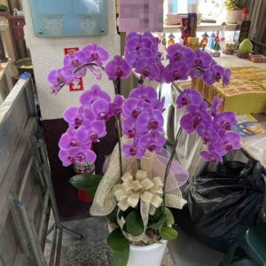 靜語款喪禮蘭花（單盆-6株~7株)｜高雄、台南、屏東蘭花推薦