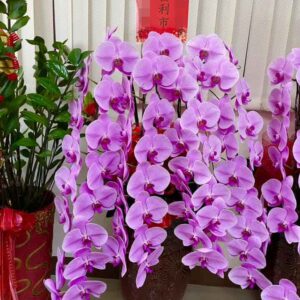 喜悅型－祝賀蘭花、神明祝壽蘭花、開幕蘭花-高雄蘭花推薦、屏東蘭花推薦