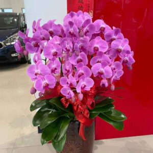 吉慶型－祝賀蘭花、神明祝壽蘭花、開幕蘭花-高雄蘭花推薦、屏東蘭花推薦