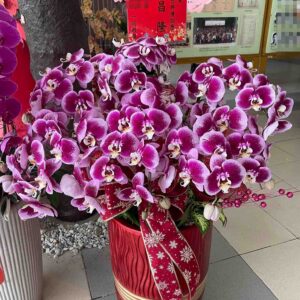 尊榮型－祝賀蘭花、神明祝壽蘭花、開幕蘭花-高雄蘭花推薦、屏東蘭花推薦
