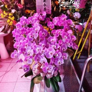 屏東蘭花