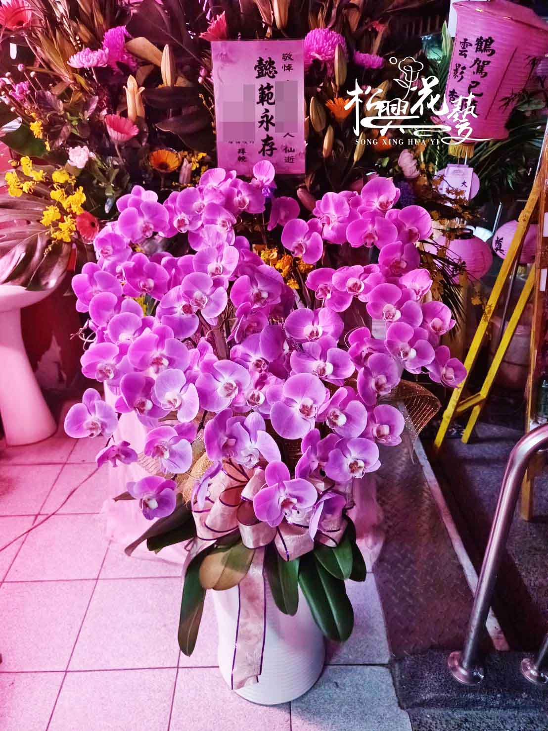 屏東蘭花