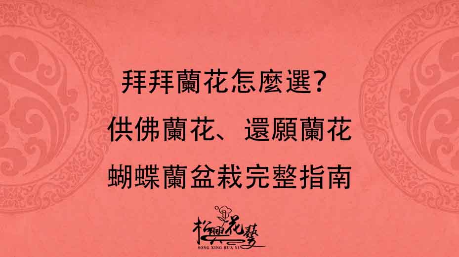 拜拜蘭花怎麼選？供佛蘭花、還願蘭花與蝴蝶蘭盆栽完整指南
