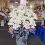 蘭花1