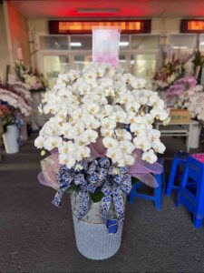 蘭花1