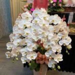 蘭花3